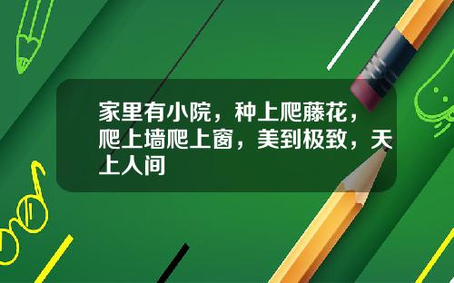 家里有小院，种上爬藤花，爬上墙爬上窗，美到极致，天上人间