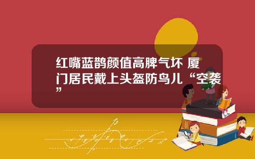 红嘴蓝鹊颜值高脾气坏 厦门居民戴上头盔防鸟儿“空袭”